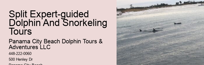 Split Exclusive Dolphin And Snorkeling Experiences