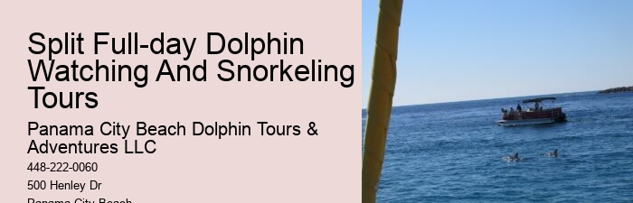 Luxury Dolphin Encounter and Snorkeling