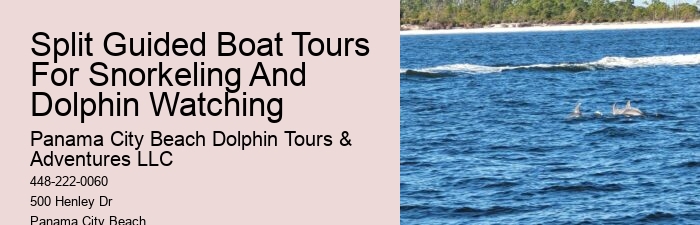 What Is The Difference Between Dolphin Swim And Dolphin Encounter