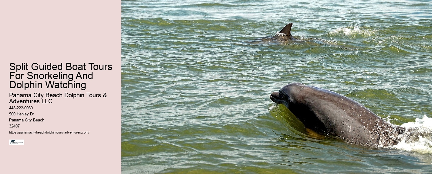 Secluded Dolphin Adventure and Snorkeling Experience