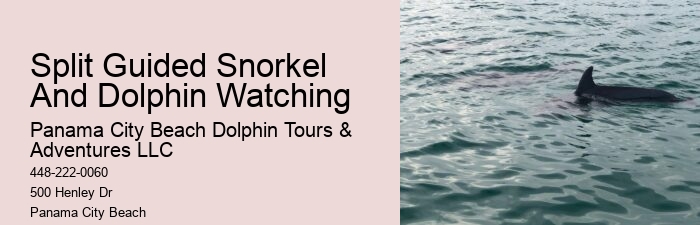 Dolphin Watching And Snorkeling Adventures In Split