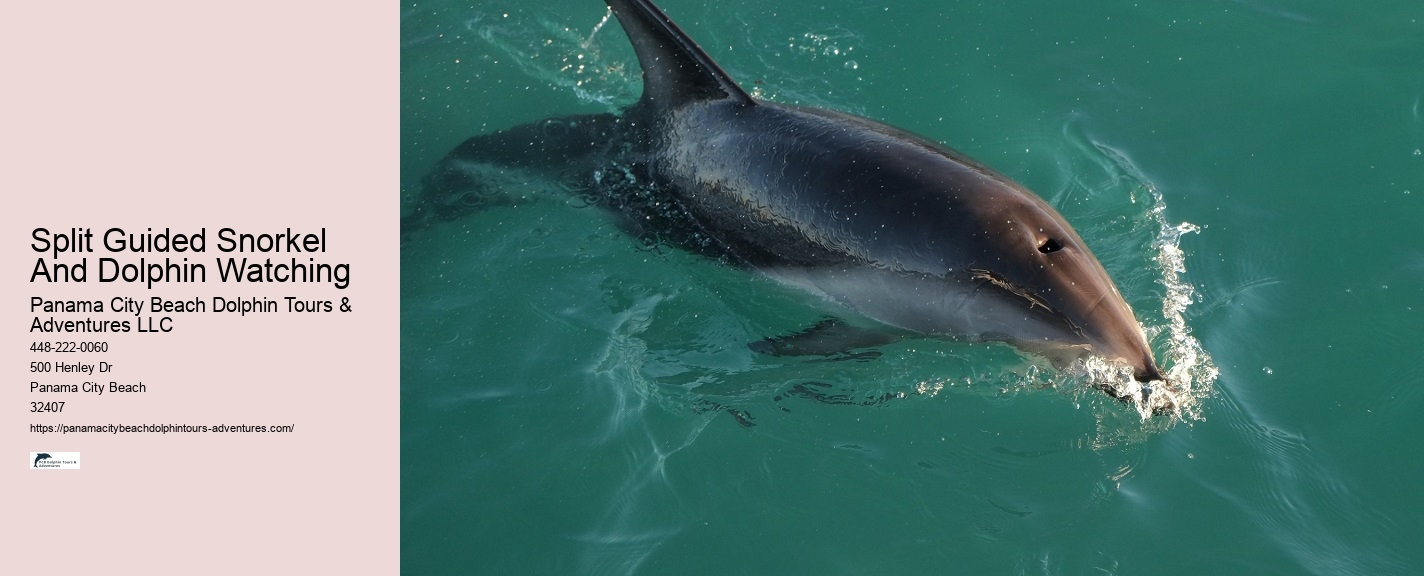 Split Charter Dolphin And Snorkeling