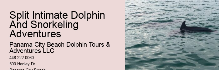 What Is The Dolphin Capital Of The World