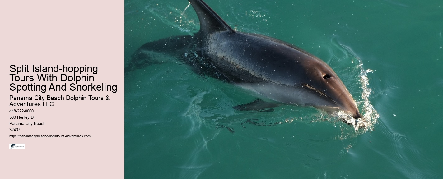 Dolphin Quest Tours