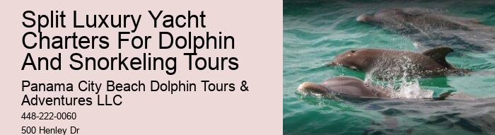 Dolphin And Snorkeling Combo Tours Departing From Split