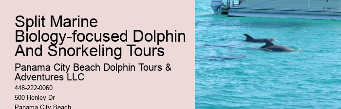 Dolphin encounters at Panama City Beach