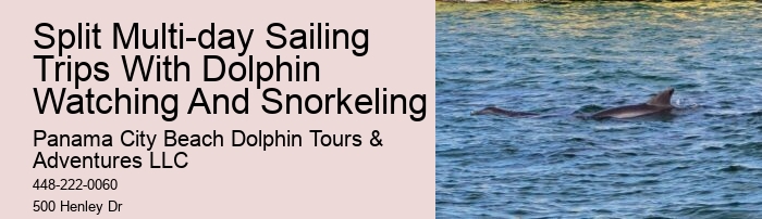 Panama City Beach dolphin exploration tours