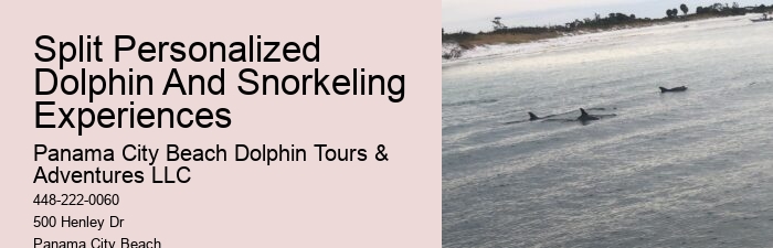 Dolphin Tours Near Me