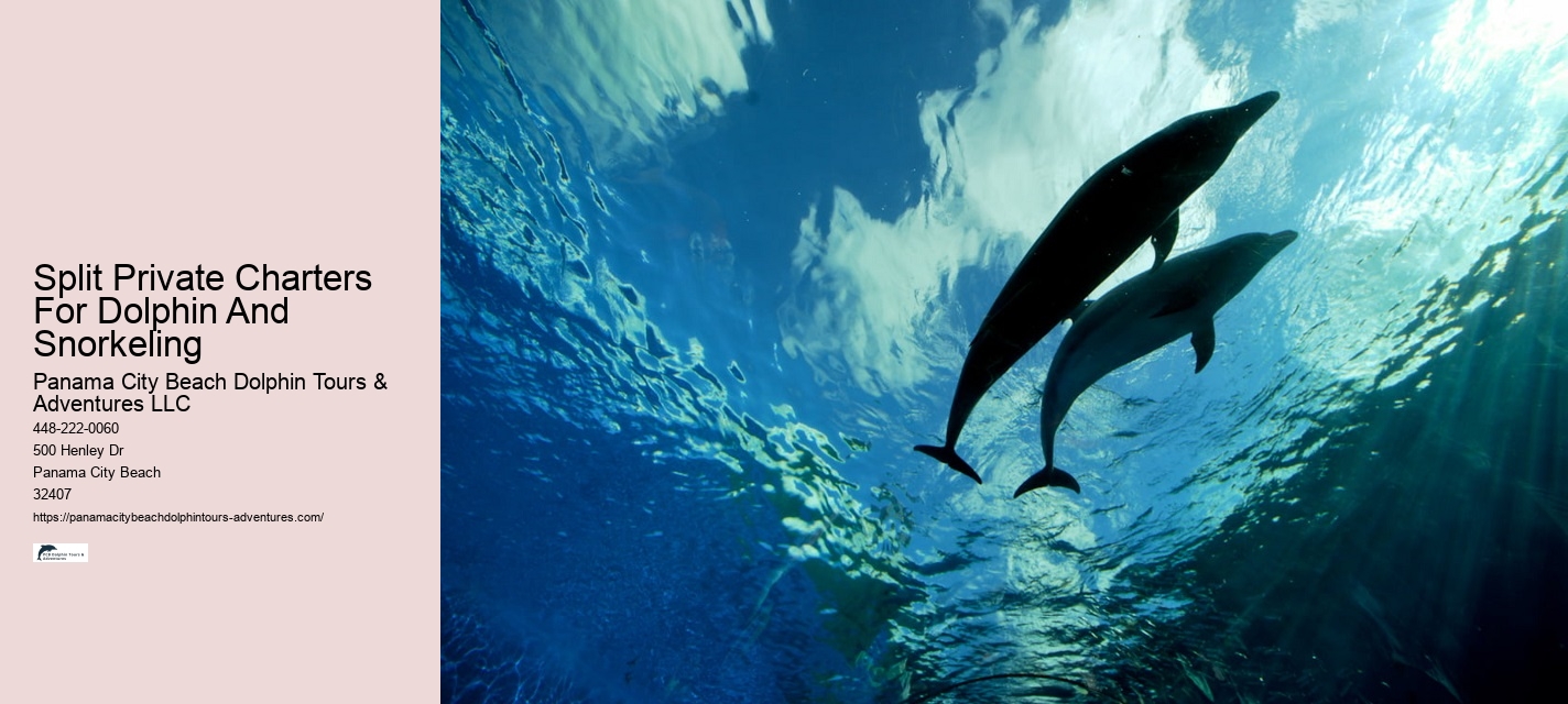 What Should I Bring To Dolphin Cove