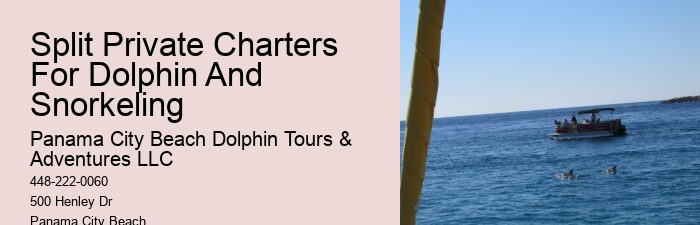 What Is The Best Time To See Dolphins In Panama City Beach