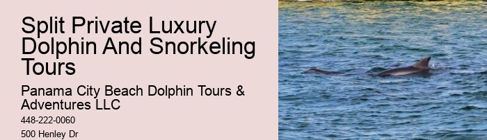 Intimate Dolphin Discovery with Snorkeling