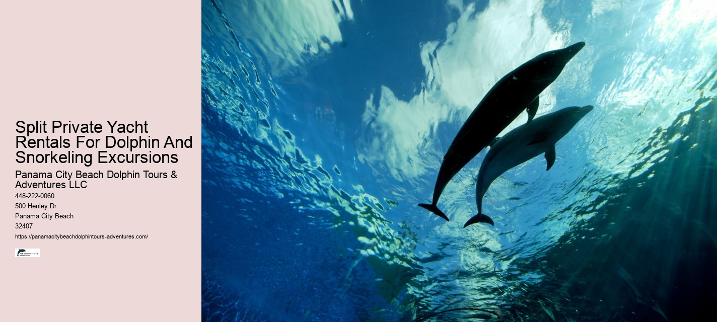 Exclusive Dolphin Watching and Snorkeling Adventures