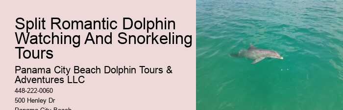 Panama City Beach Dolphin Experience Tours