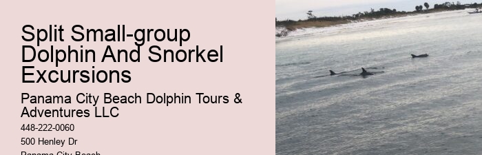 How Do You Attract Dolphins
