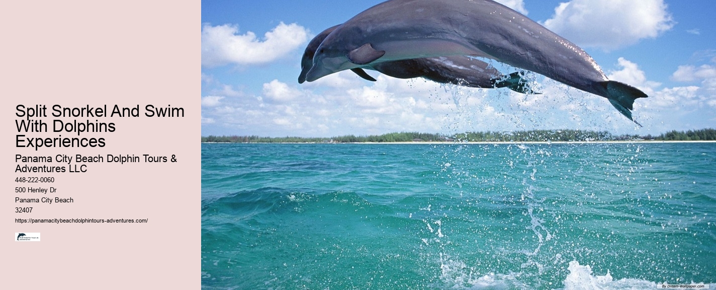 How Do You Spot Dolphins On A Cruise