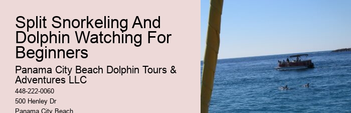 Are there any special events or themed tours for dolphin watching
