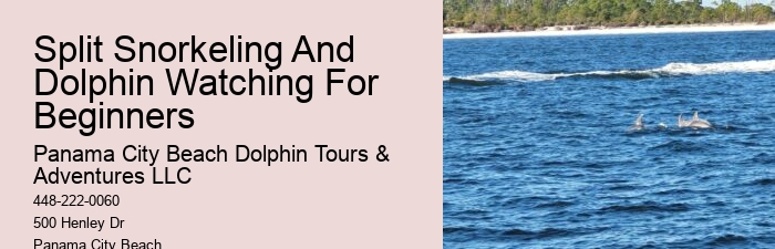 Why Do Dolphins Swim Around You