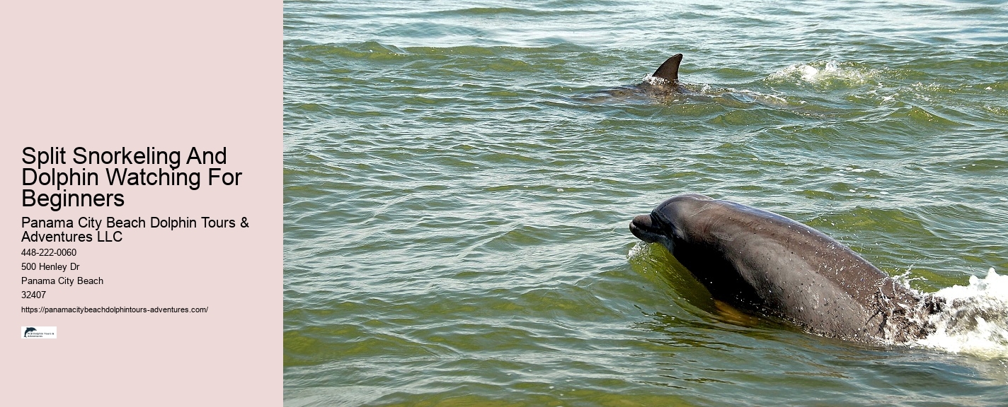 Dolphin Watching Excursions in PCB