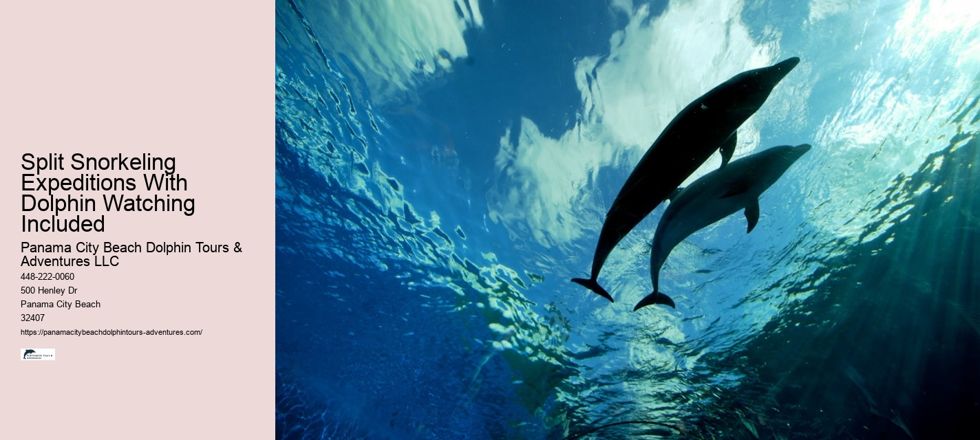 Swimmers Injured In Dolphin Attacks On Japan Beach