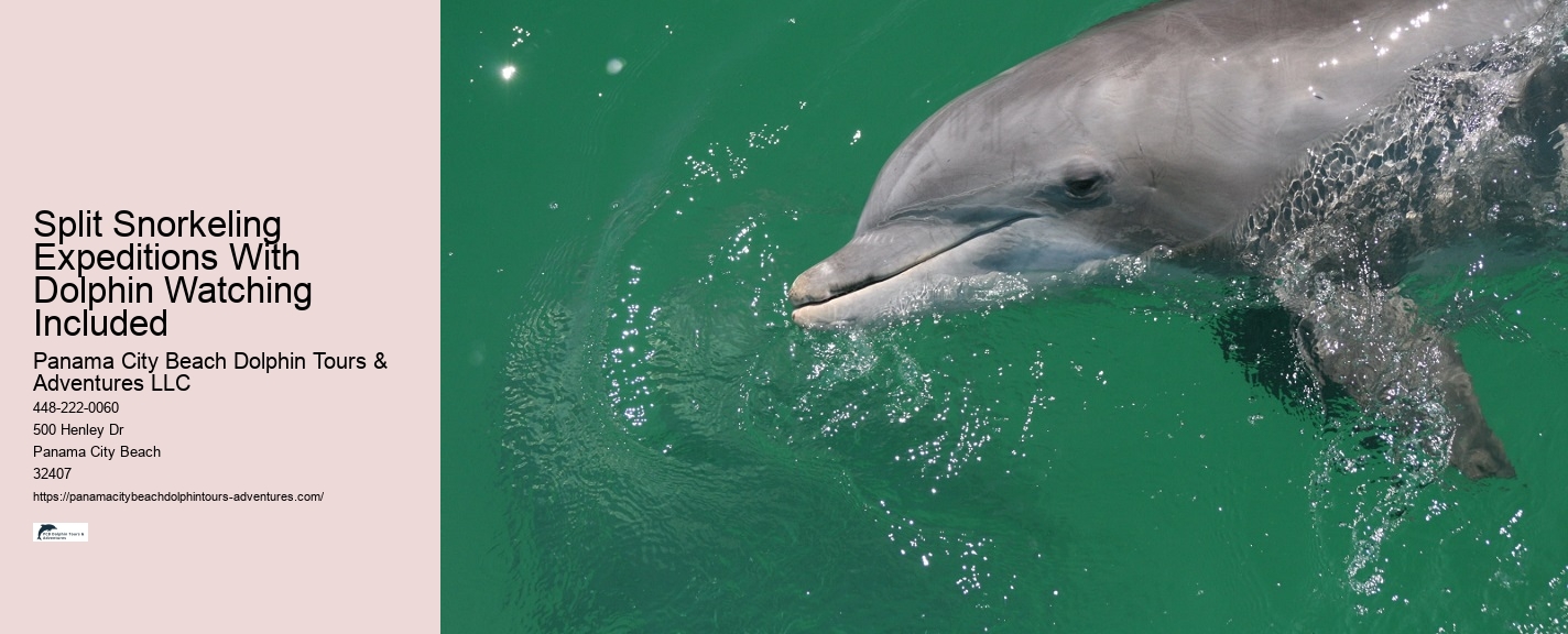 Are Panama City Beach dolphin tours available year-round