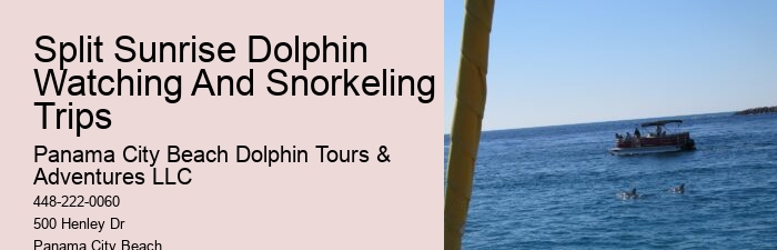 Why You Should Not Swim With Dolphins