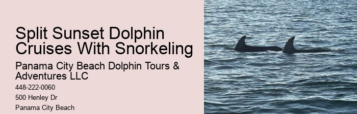 How close do the dolphin boats get to the dolphins in Panama City Beach