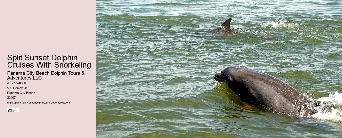 Top 20 Panama City Beach Dolphin Cruises & Tours 2024