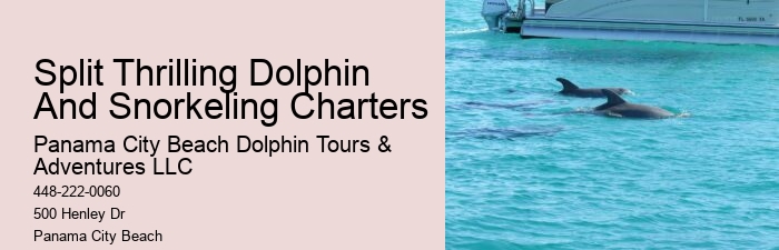 Dolphin boat rides in Panama City Beach