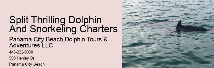 Panama City Beach dolphin spotting cruises