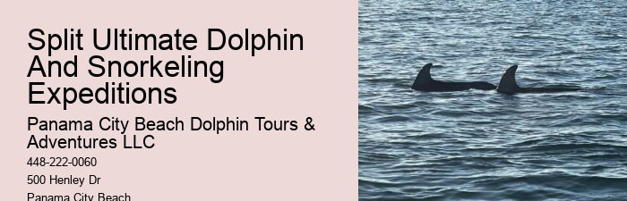 Dolphins Have Highly Sensitive Skin