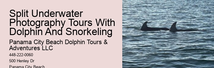 Dolphin watching adventures in Panama City Beach