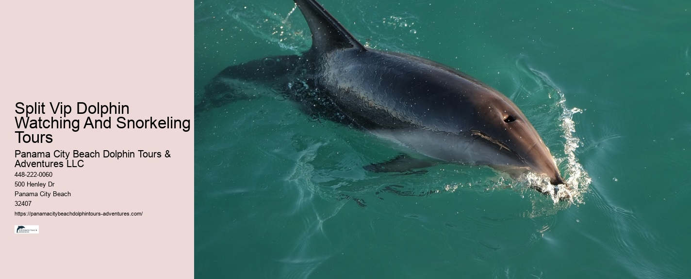 Dolphin Tours Panama City