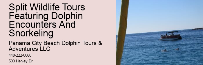 Secluded Dolphin Exploration and Snorkeling