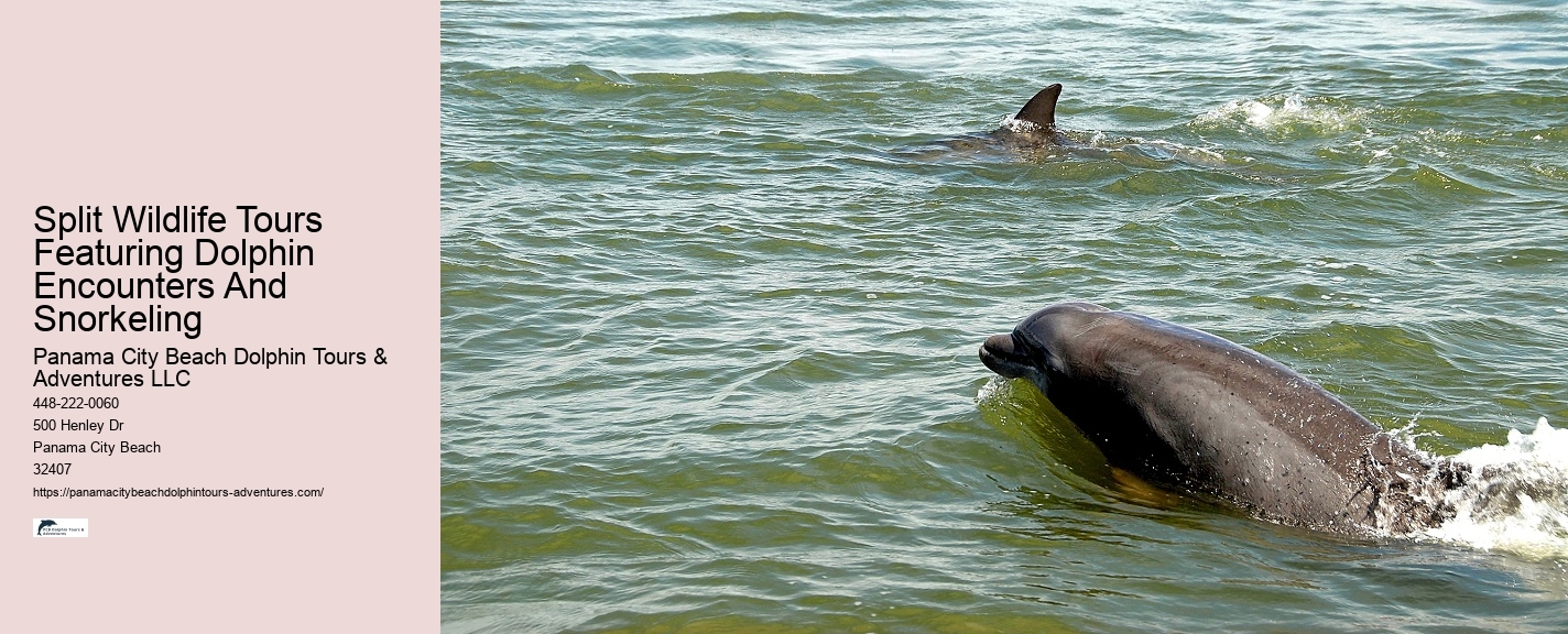 Split Speedboat Tours For Dolphin Spotting And Snorkeling