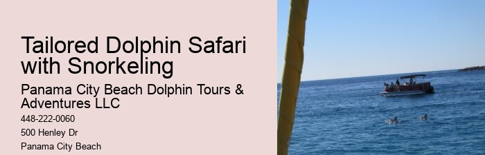 Premium Dolphin Watching with Snorkeling