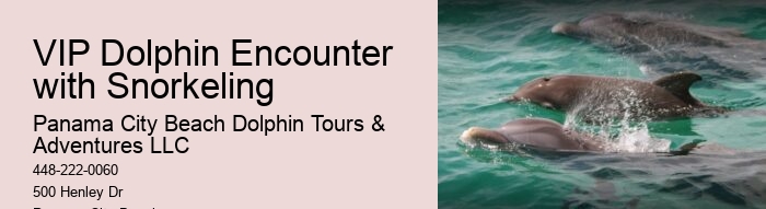 Custom Dolphin Spotting and Snorkeling
