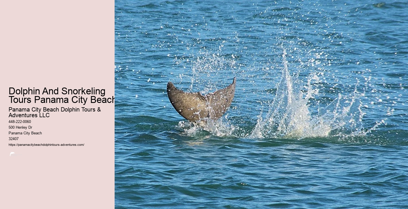 Shell Island Dolphin And Snorkeling Tour