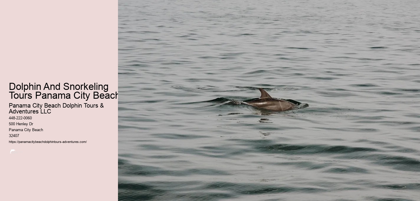 Shell Island Snorkel And Dolphin Catamaran Cruise