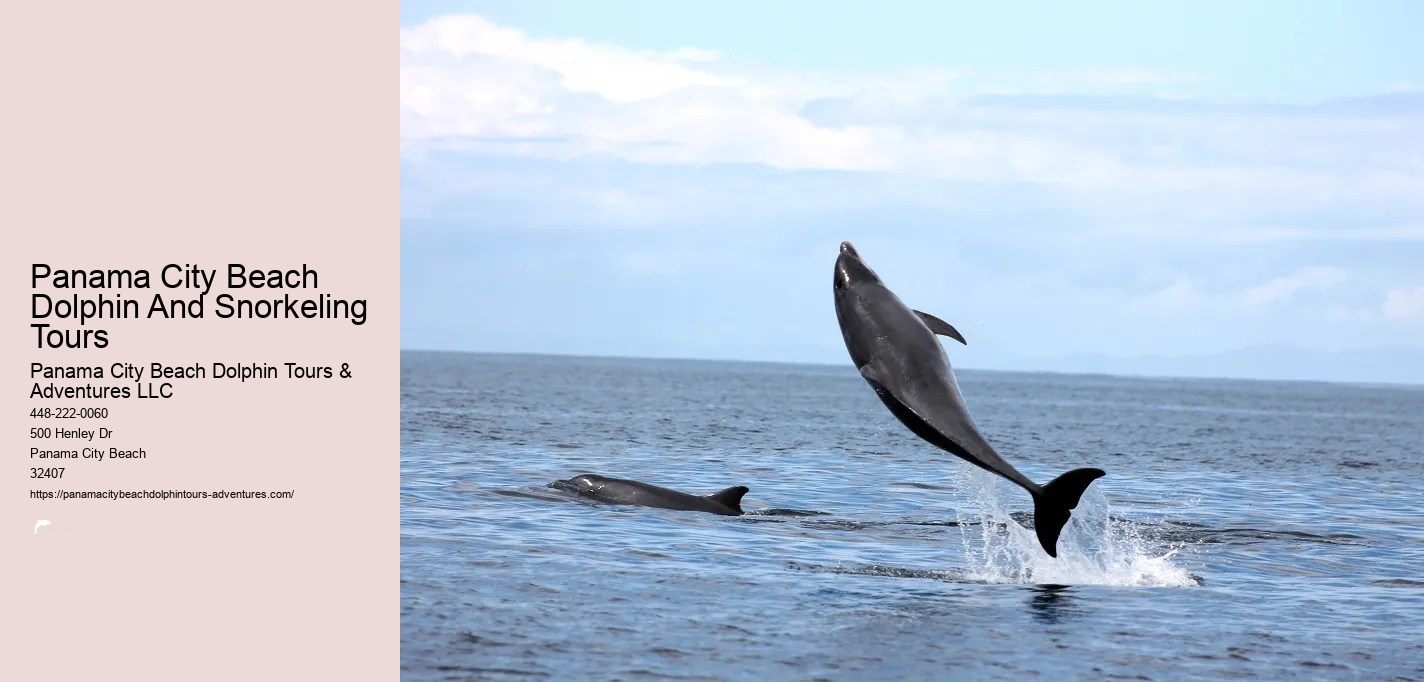 Dolphin And Snorkeling Tours Panama City Beach