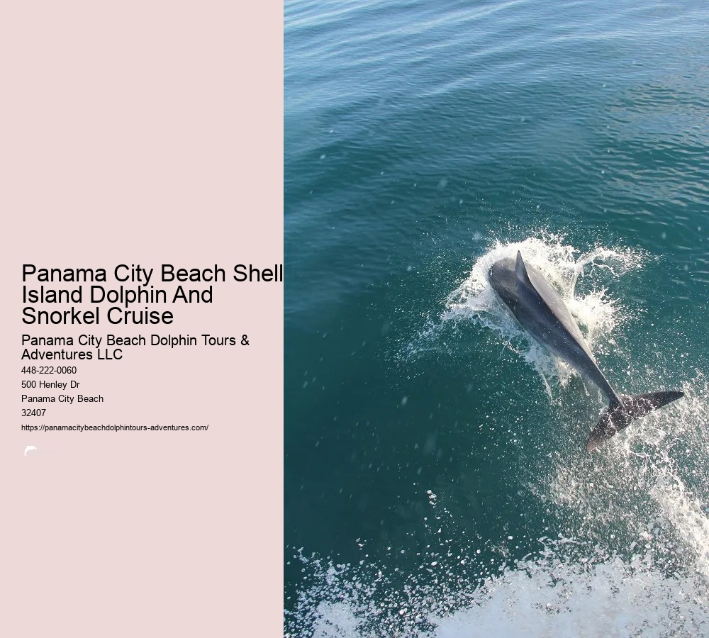 Shell Island Snorkel And Dolphin Catamaran Cruise