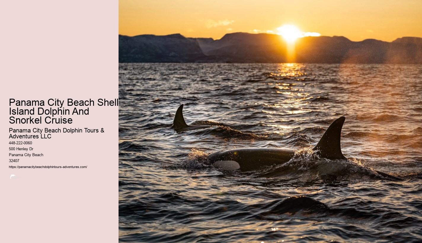 Shell Island Snorkeling