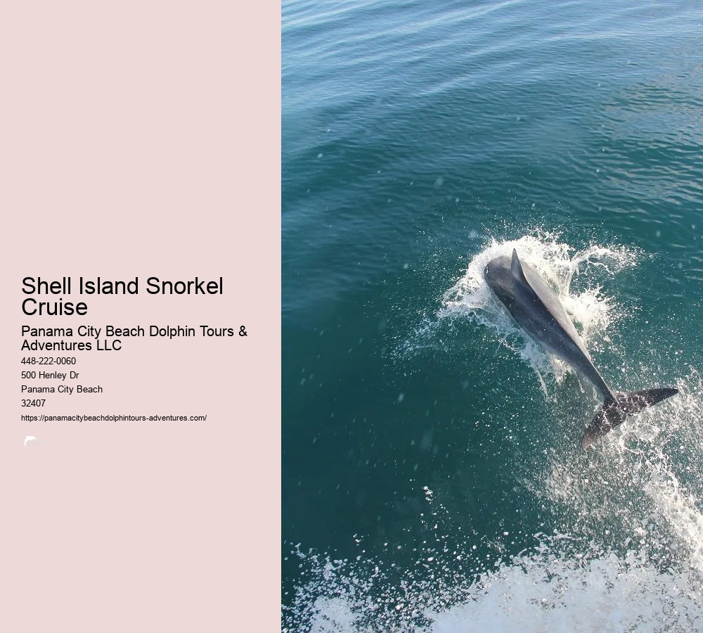 Dolphin And Snorkeling Tours Panama City Beach