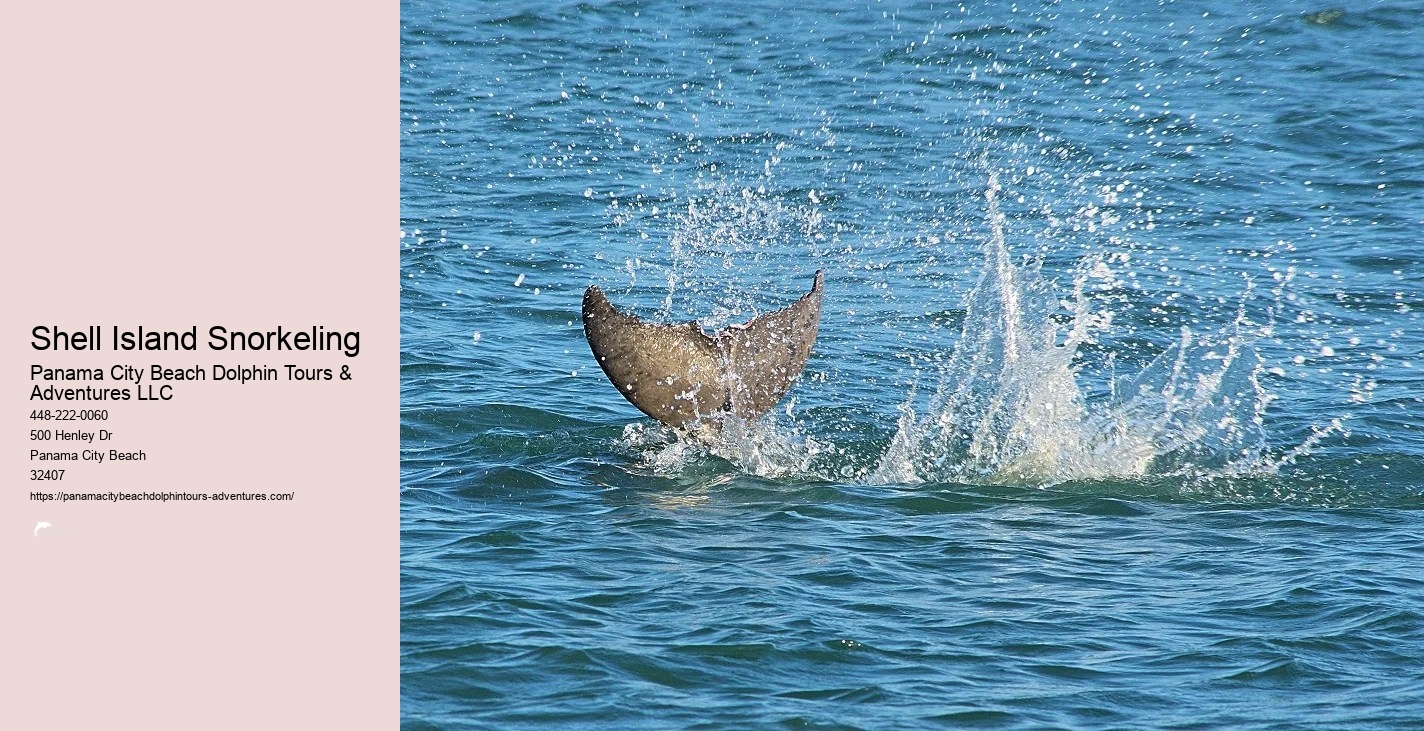 Shell Island Snorkel Cruise