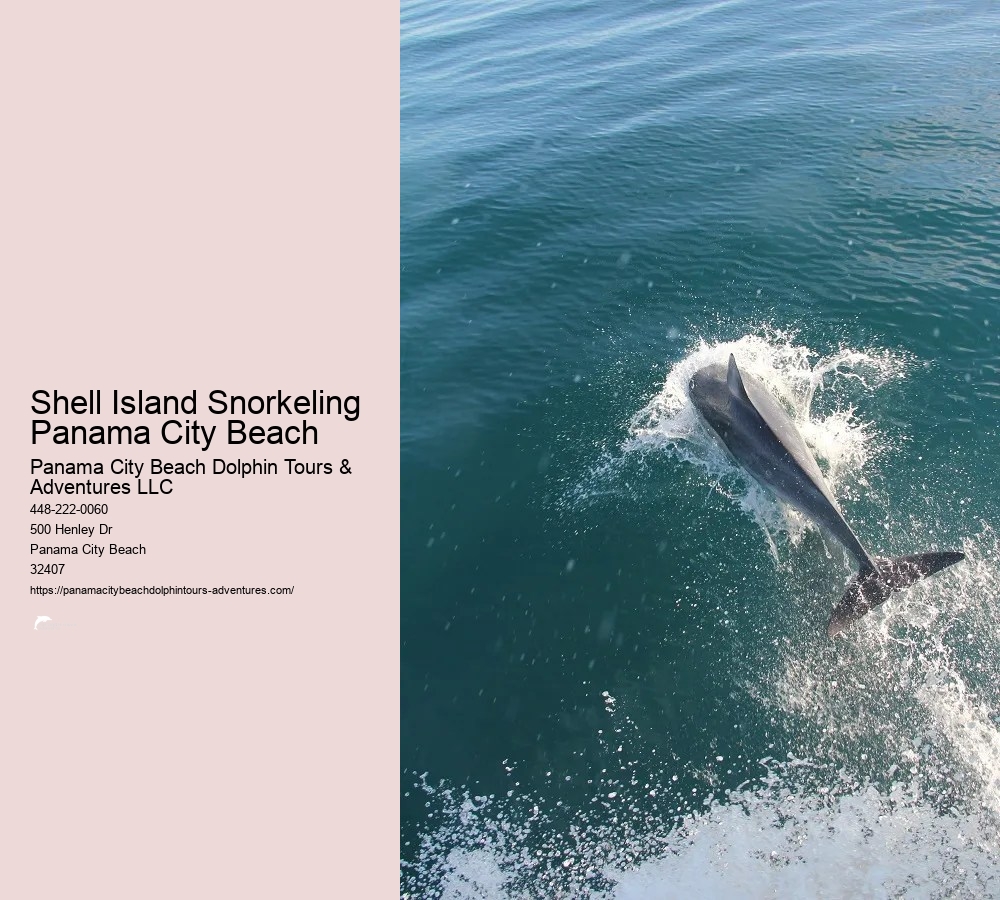 Panama City Beach Dolphin Tour With Snorkeling