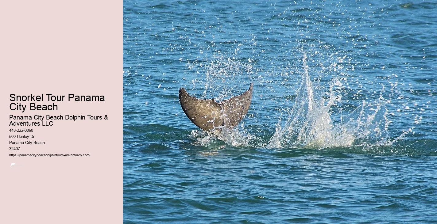 Dolphin And Snorkel Tours Panama City Beach Florida