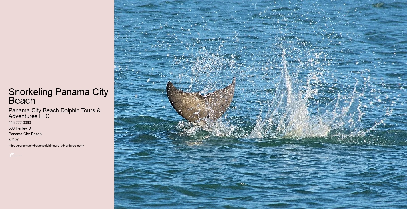 Shell Island Snorkel And Dolphin Catamaran Cruise