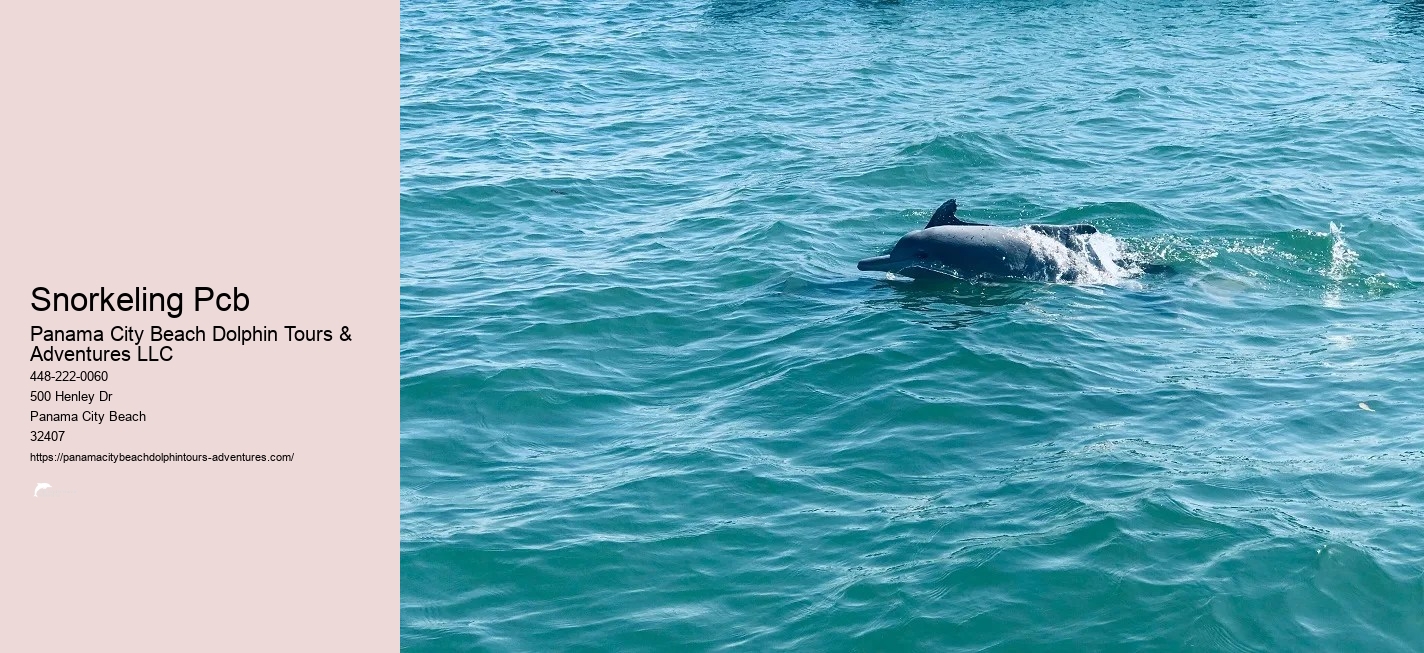 Panama City Beach Shell Island Dolphin And Snorkel Cruise