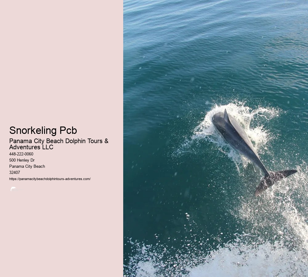 Snorkeling In Panama City Beach Florida