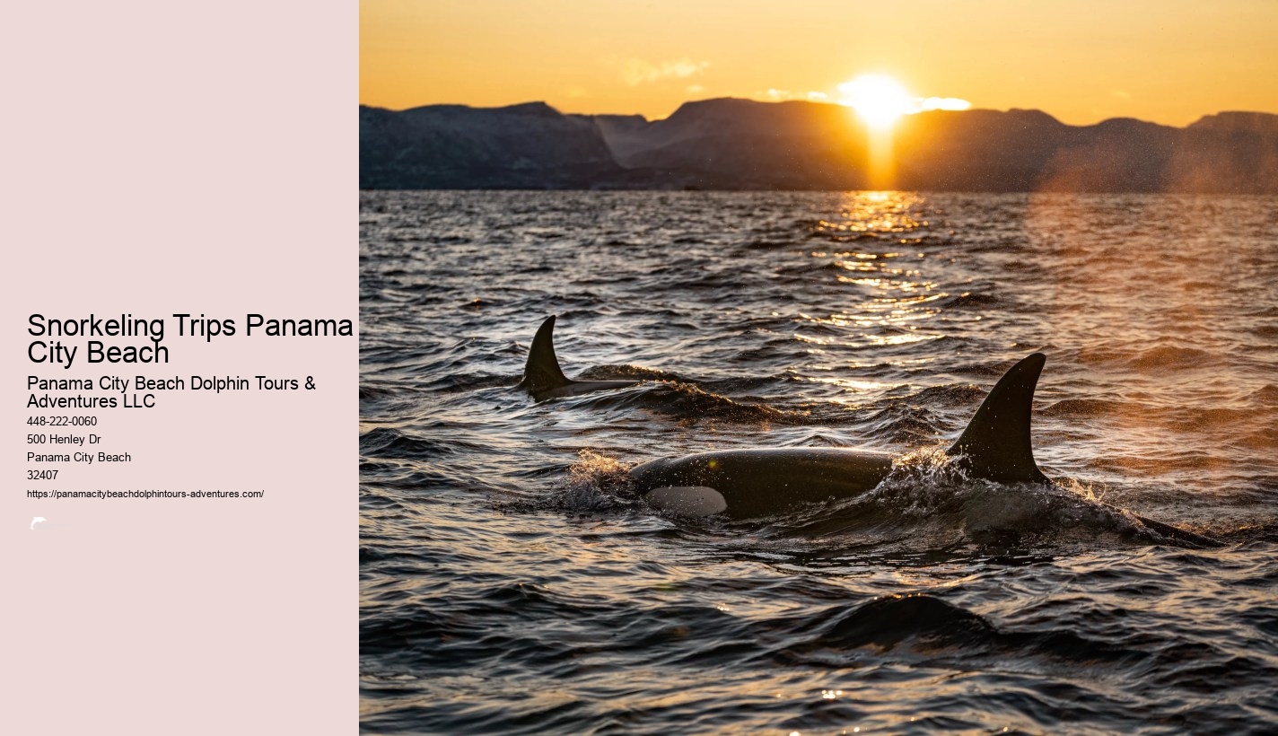 Dolphin And Snorkel Tours Panama City Beach